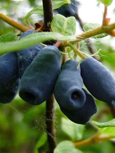 Жимолость Гжелка - «Feel Green»