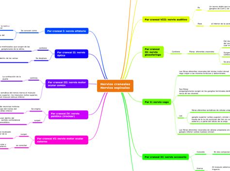 Nervios Craneales Nervios Espinales Mind Map