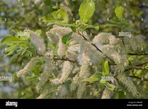 Pussy Willow Goat Willow Great Sallow Salix Caprea With Fruits Stock Photo Royalty Free