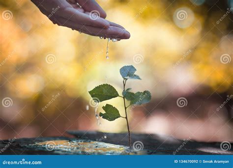 Hand Watering Plant Stock Photo Image Of Environmental 134670092