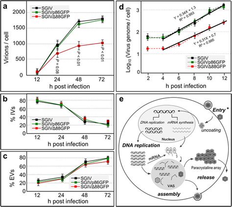 Vp088 Deletion Affects Sgiv Infectivity Ac Ddpcr Quantification Of