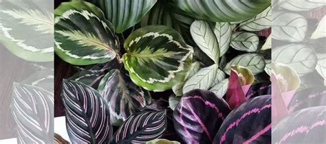 Калатеи купить в Севастополе | Товары для дома и дачи | Авито