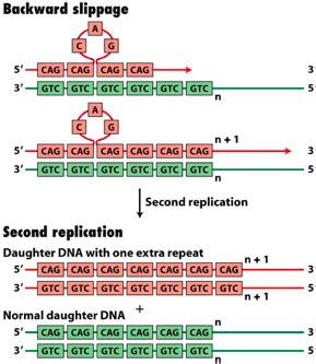 Lecture Eukaryotic Gene Structure And Noncoding Dna Flashcards