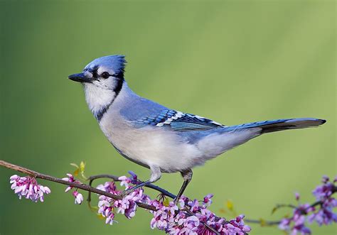 Where Do Blue Jays Live? - WorldAtlas