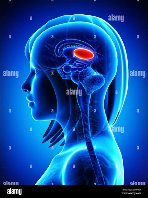 Thalamus Brain Drawing Stock Photo Alamy