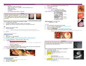 Program Analitico Programa Anal Tico Vicerrector A Acad Mica Divisi N De Ciencias De La Salud