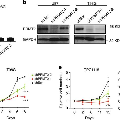 Prmt2 Is Essential For The Activation Of Oncogenic Transcriptional Download Scientific Diagram