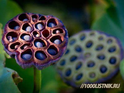 Полезные свойства лотоса » Народные средства и народные рецепты