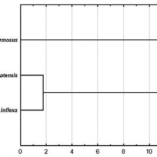 A UPGMA Dendrogram Showing The Relationships Between The Pollen Grains