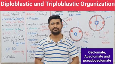 102 Diploblastic And Triploblastic Organization Aceolomate