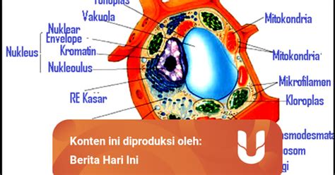 mengenal  macam struktur organel sel  inti hingga badan mikro