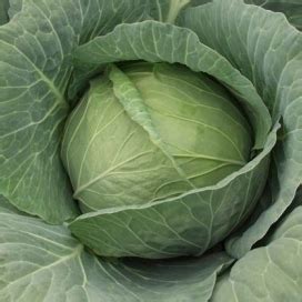 Капуста белокочанная Капитал F1 - Lark Seeds купить с доставкой по почте