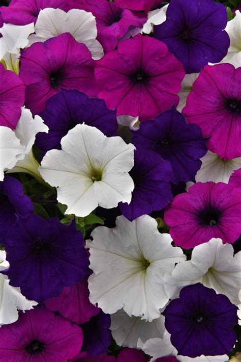 Petunia Hybrid Easy Wave® Great Lakes Improved The Flower Spot