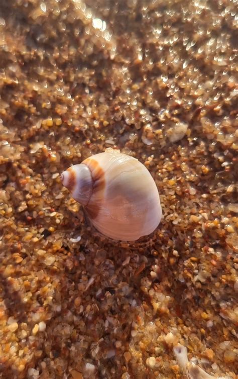 Conical Moon Snail From Moore St After Simpson St Port Hedland WA 6721