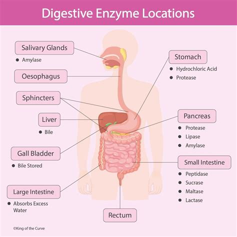 Clinical Trials Explain How Mu Digestive Health Enzymes Break Down Food - RYZE Superfoods