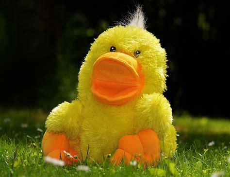 Duck Fun Stuffed Animal Free Photo On Pixabay