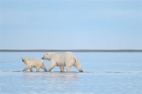 Alaska Polar Bears on Behance