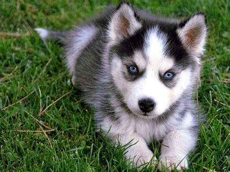 Siberian Husky Dog Breed Information Images Characteristics Health