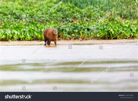 Capibara Capybara Mammal South America Photographed Stock Photo ...