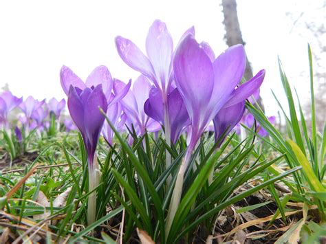 Крокусы🌷 | Растения, Цветы