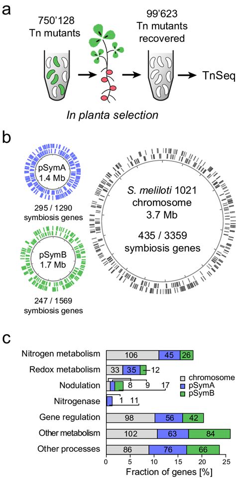 The Symbiosis Genome Of S Meliloti Revealed By Transposon Sequencing