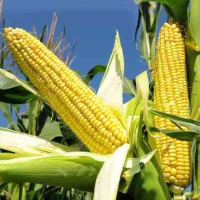 mais azienda agricola grasso giovanna