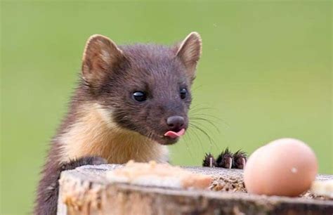 Weasels As Pets - Everything You Need To Know | ExoticPetsHQ