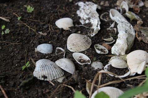 shells   dirt  stock photo public domain pictures