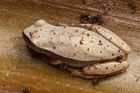 White Tree Frog 16321449 Stock Photo at Vecteezy