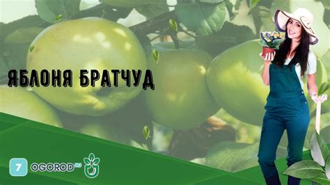 Яблоня Братчуд - YouTube
