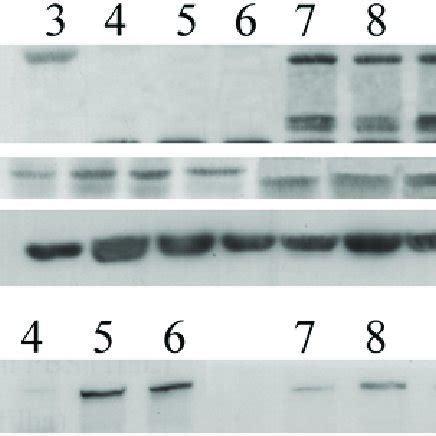 Analysis Of The Expression Of NeuN NF 200 And B Tubulin III By Western