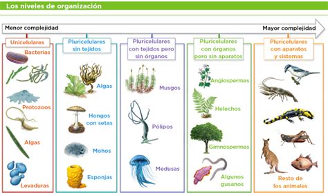 Organismo Multicelular - Ejemplos De Organismos Multicelulares
