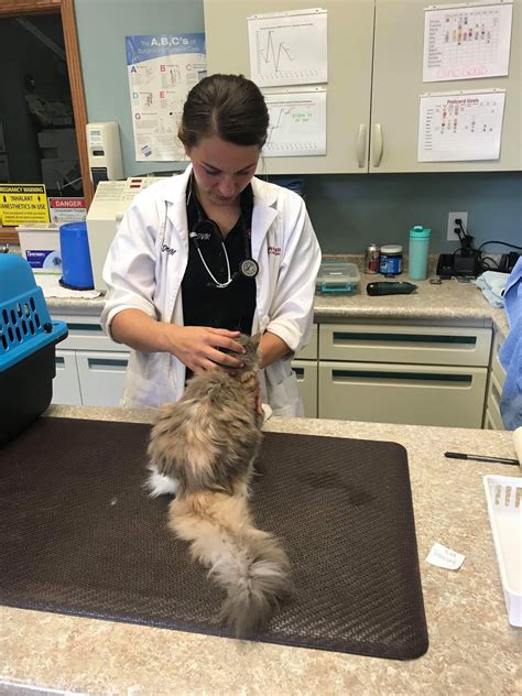 What It's Really Like to be a Veterinarian | AgCareers.com Career