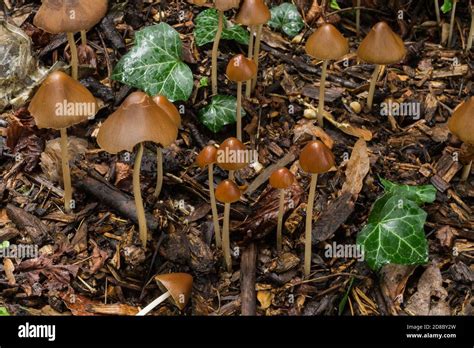 The Liberty Cap Or Psilocybe Semilanceata Growing In Deep Leaf Litter