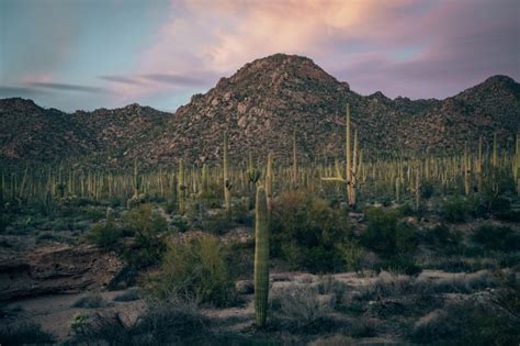 Ultimate Guide To Saguaro National Park Smilkos Lens