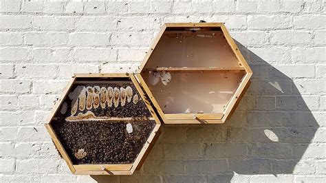 Beecosystem Observation Hives Can Be Installed Inside Or Outdoors Bee