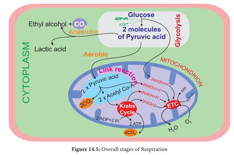 Plant Respiration