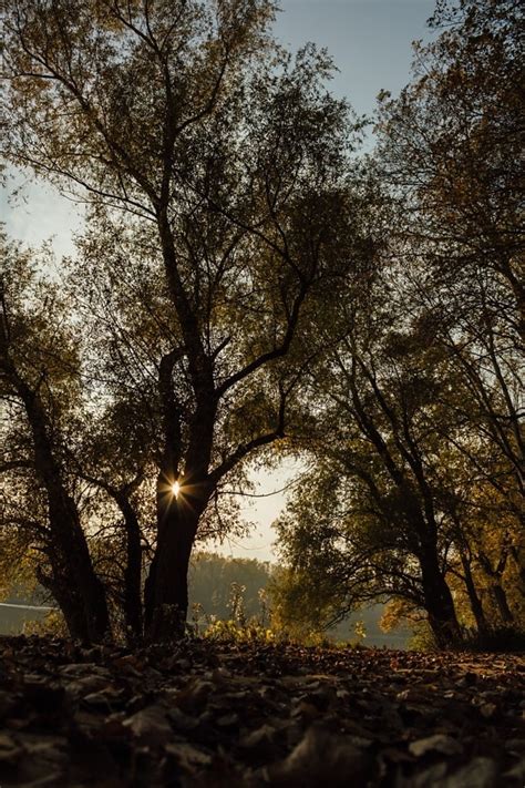 Imagem gratuita: caminho da floresta, estrada da floresta, raio de sol