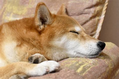 「柴犬のしっぽ」全9種をご紹介！しっぽが持つ役割とは