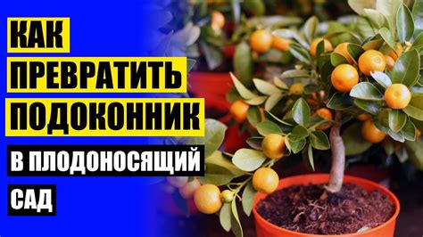 КУПИТЬ КАРЛИКОВЫЕ ДЕРЕВЬЯ ДЛЯ САДА 👍 МИНИ ДЕРЕВЬЯ ДЛЯ ДОМА 🚫 - YouTube
