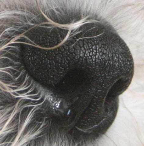 dog   runny nose      pethelpful