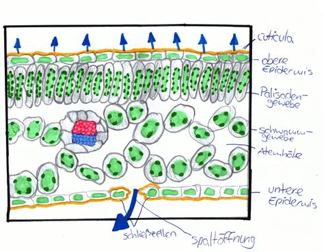 Stoffwechsel Transpiration Und Transpirationssog Bei Pflanzen