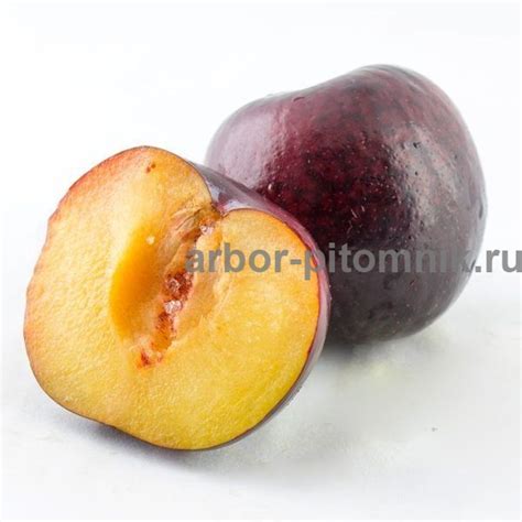 Саженцы сливы Блэк Даймонд купить в Москве и Подмосковье недорого из ...