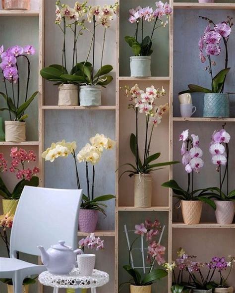 Vaso de Orquídea 50 Ideias para Cultivar suas Flores