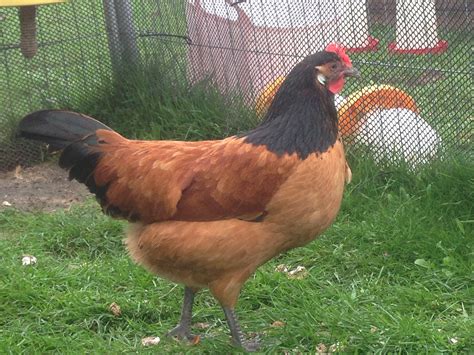 Conservation of Rare Breeds in the UK | Eggucation