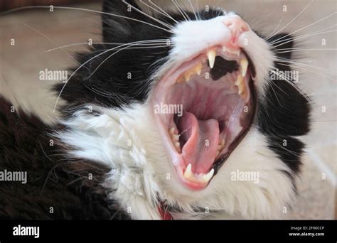 Black And White Cat Yawning Stock Photo Alamy