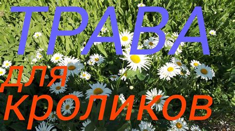 КАК и КАКОЙ травой КОРМИТЬ кроликов.ЛЕЧЕБНЫЕ травы для кроликов. - YouTube