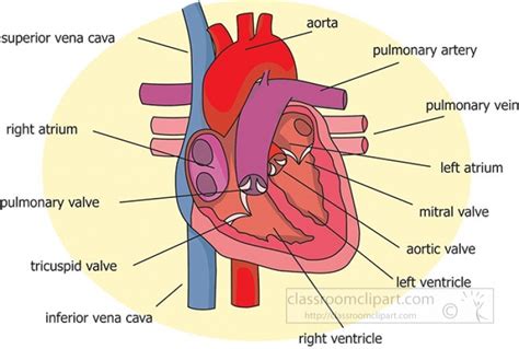 circulatory systems - Clip Art Library