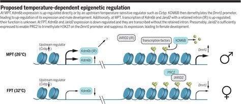 How Does Temperature Determine Sex Science