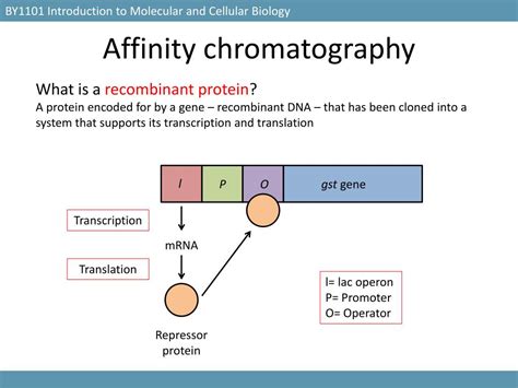 Ppt By Introduction To Molecular And Cellular Biology Powerpoint